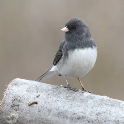 Vinterjunco