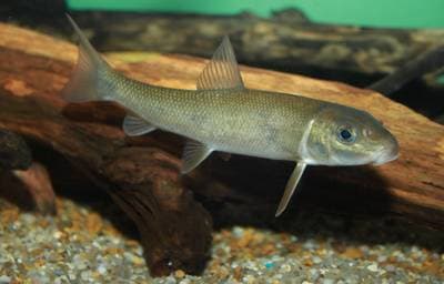 Vit sugarfisk