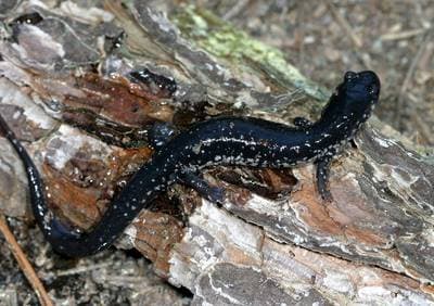 Vitfläckig slamsalamander