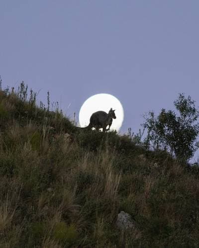 Wallaroo