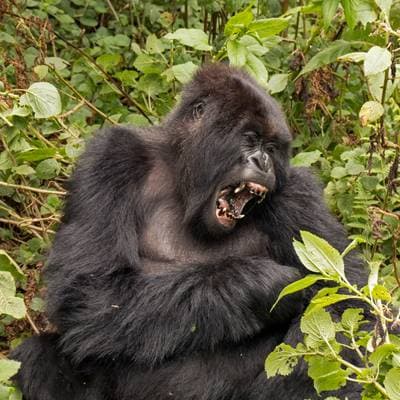 Västlig gorilla