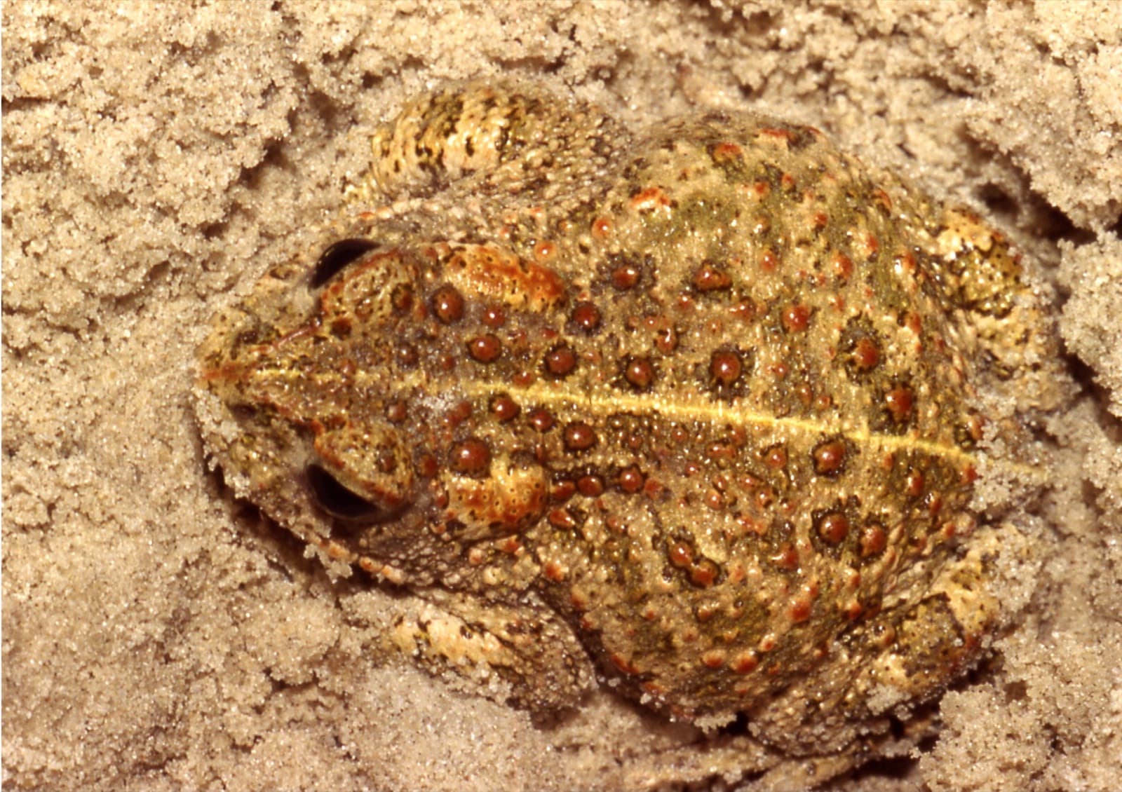 Strandpadda