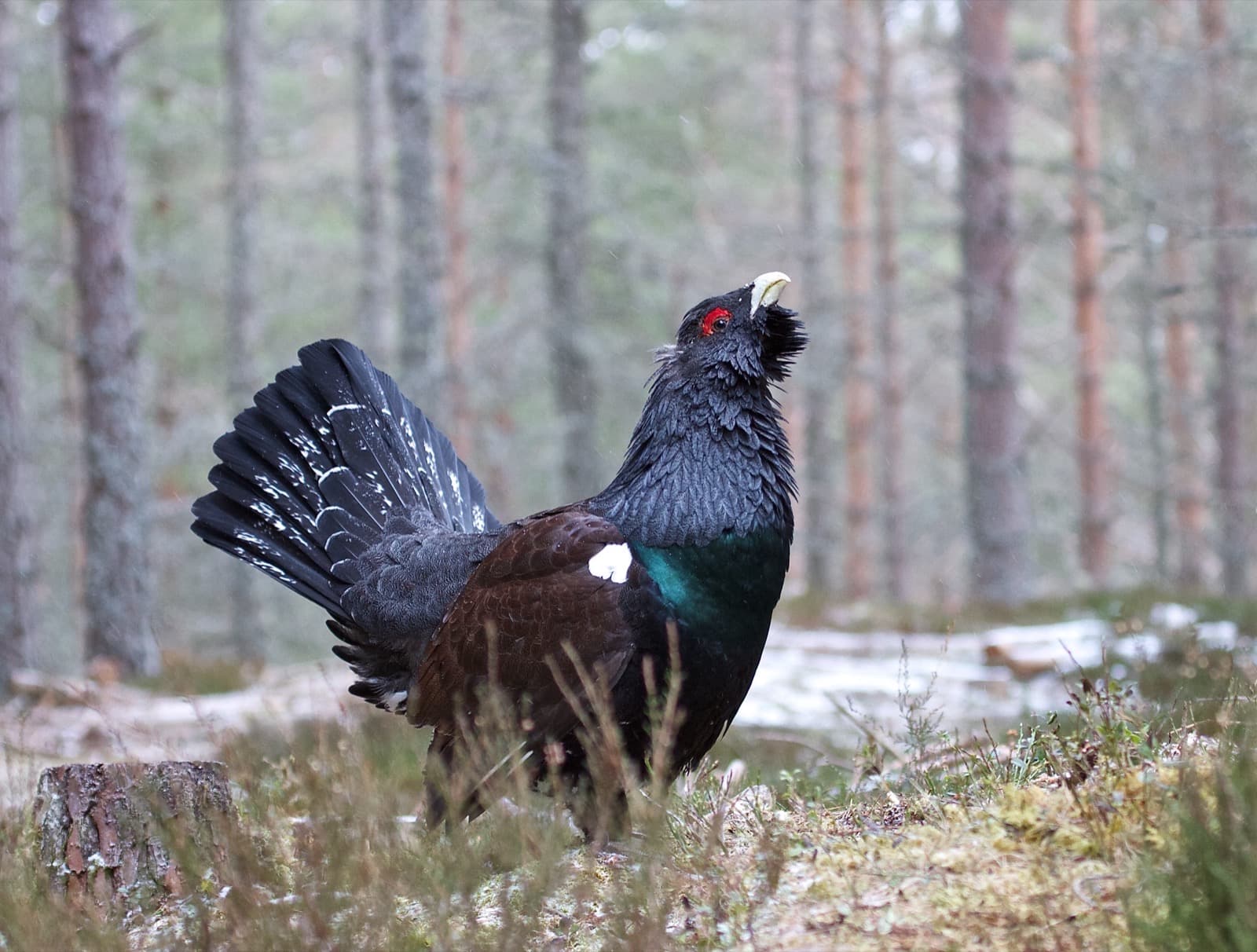 Tjäder