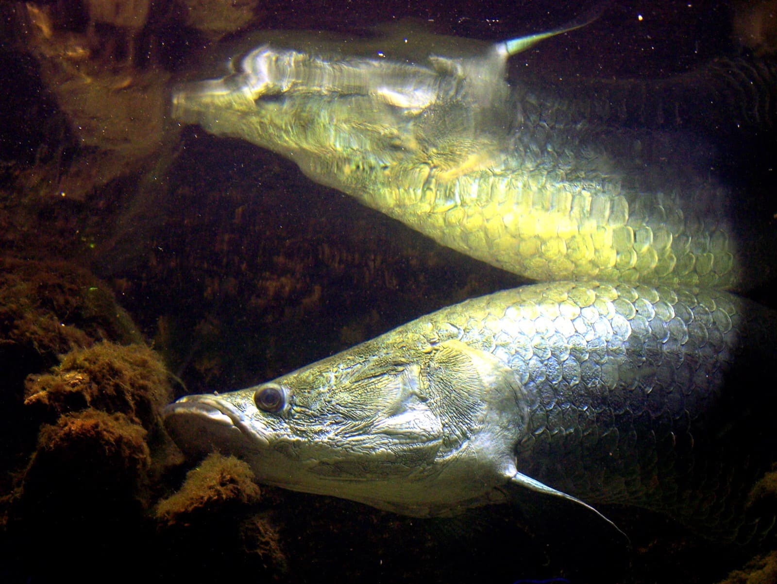 Arapaima