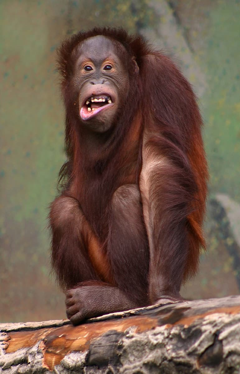 Borneoorangutang