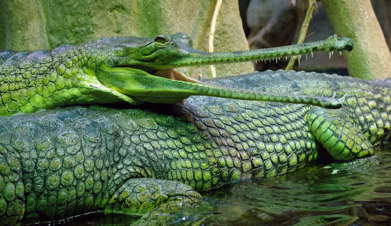 Gangesgavial