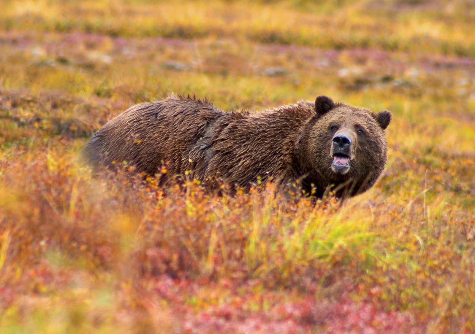 Grizzlybjörn