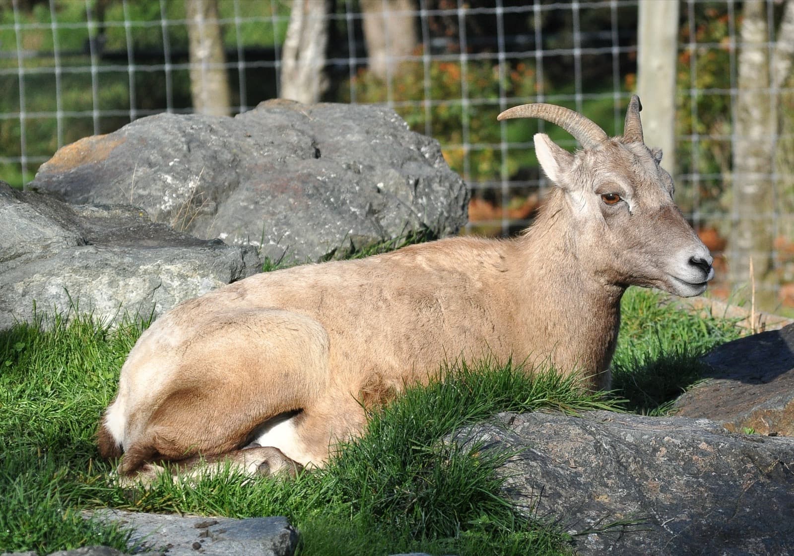 Klippiga bergsfår