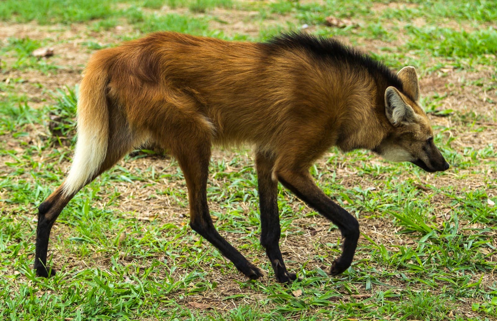 Manvarg