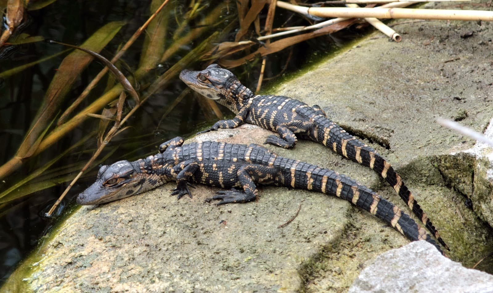 Mississippialligator