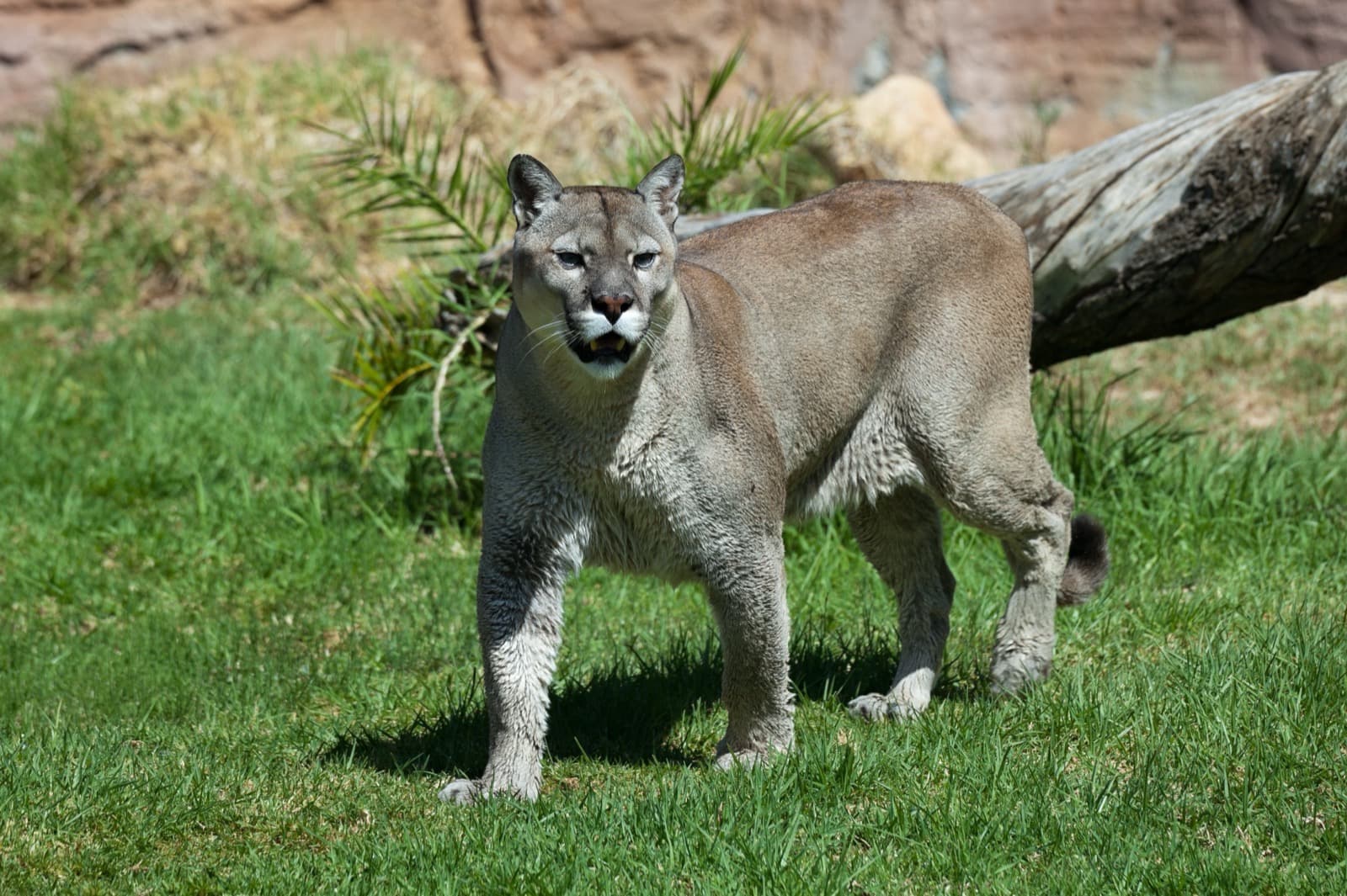Puma