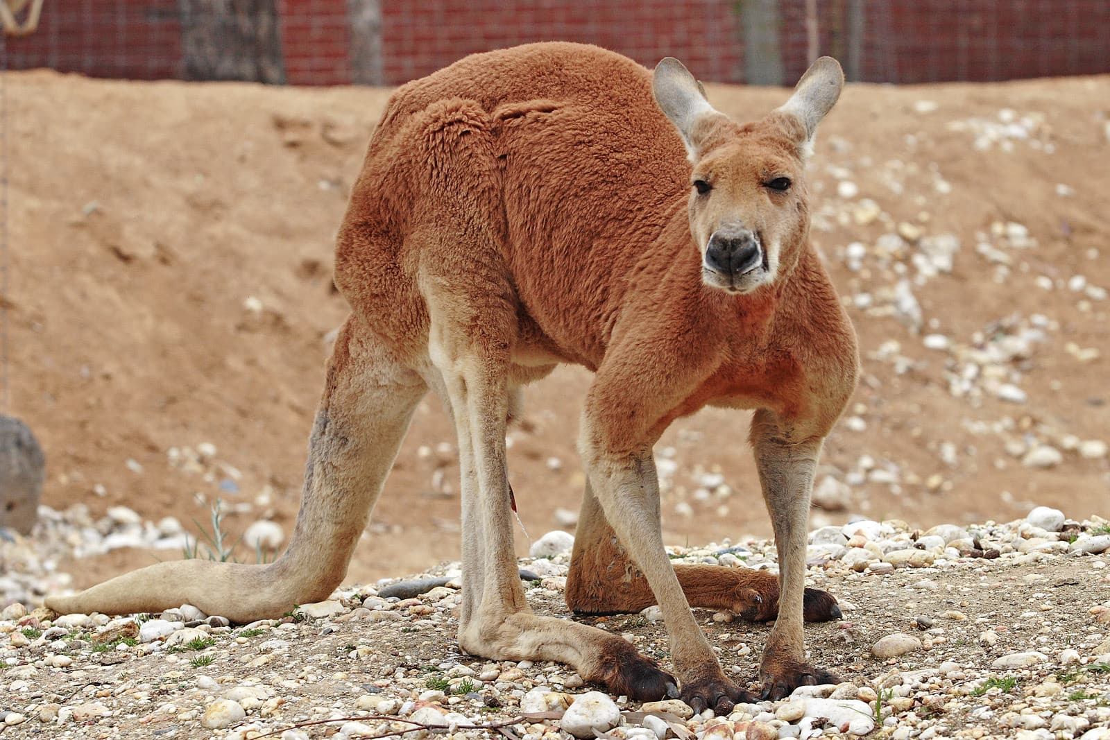 Röd känguru