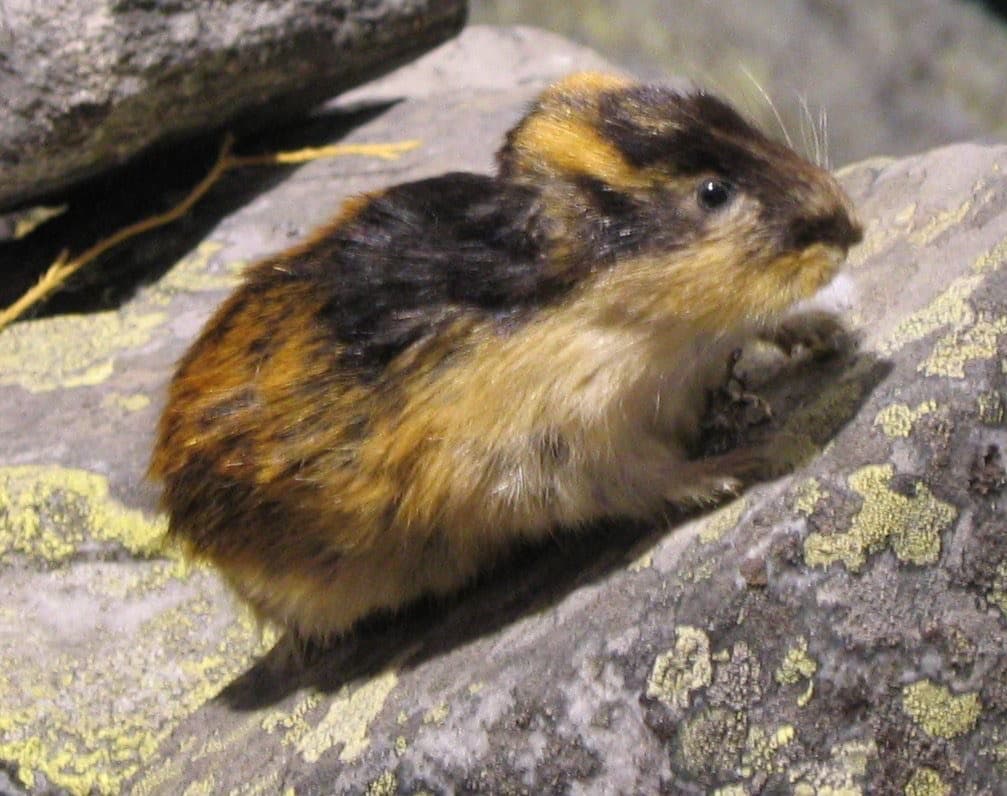 Fjällemmel