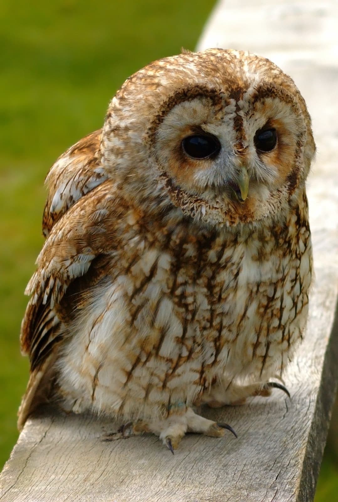 Kattuggla