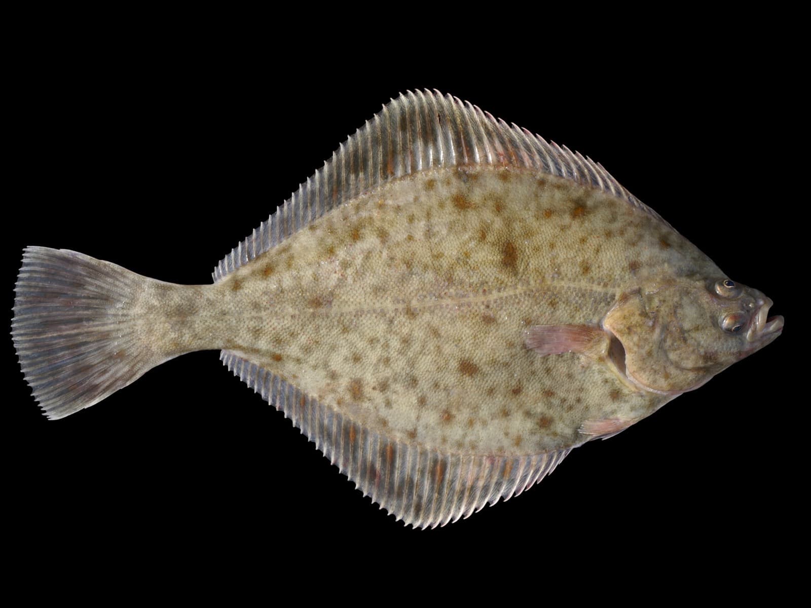 Skrubbskädda