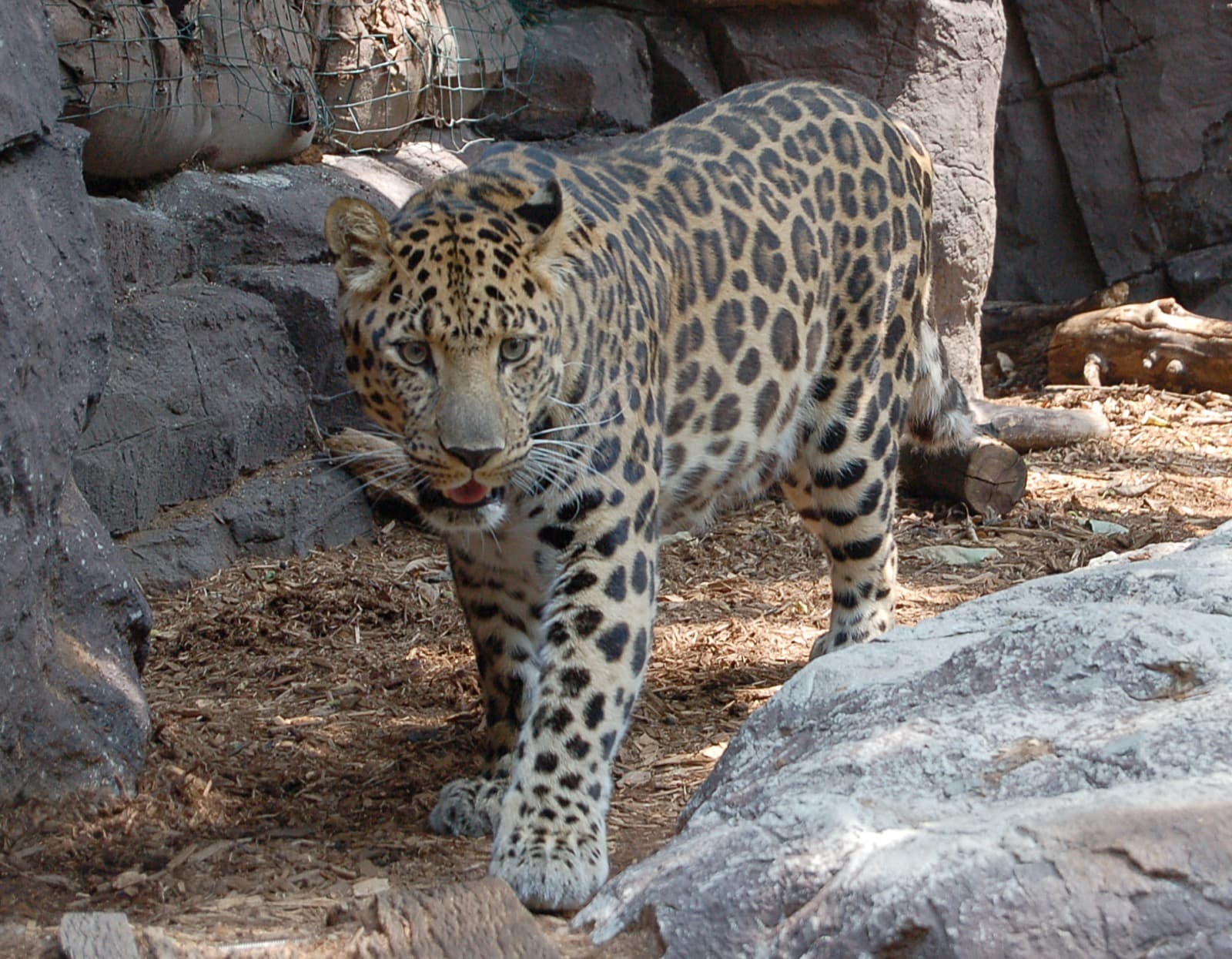 Amurleopard