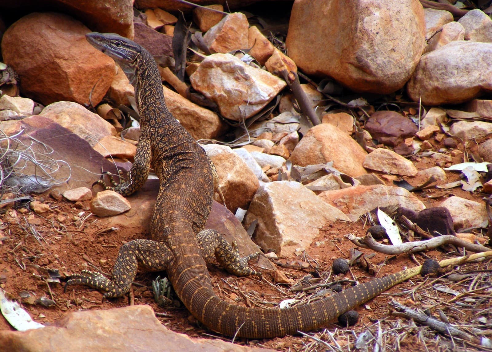 Goulds varan