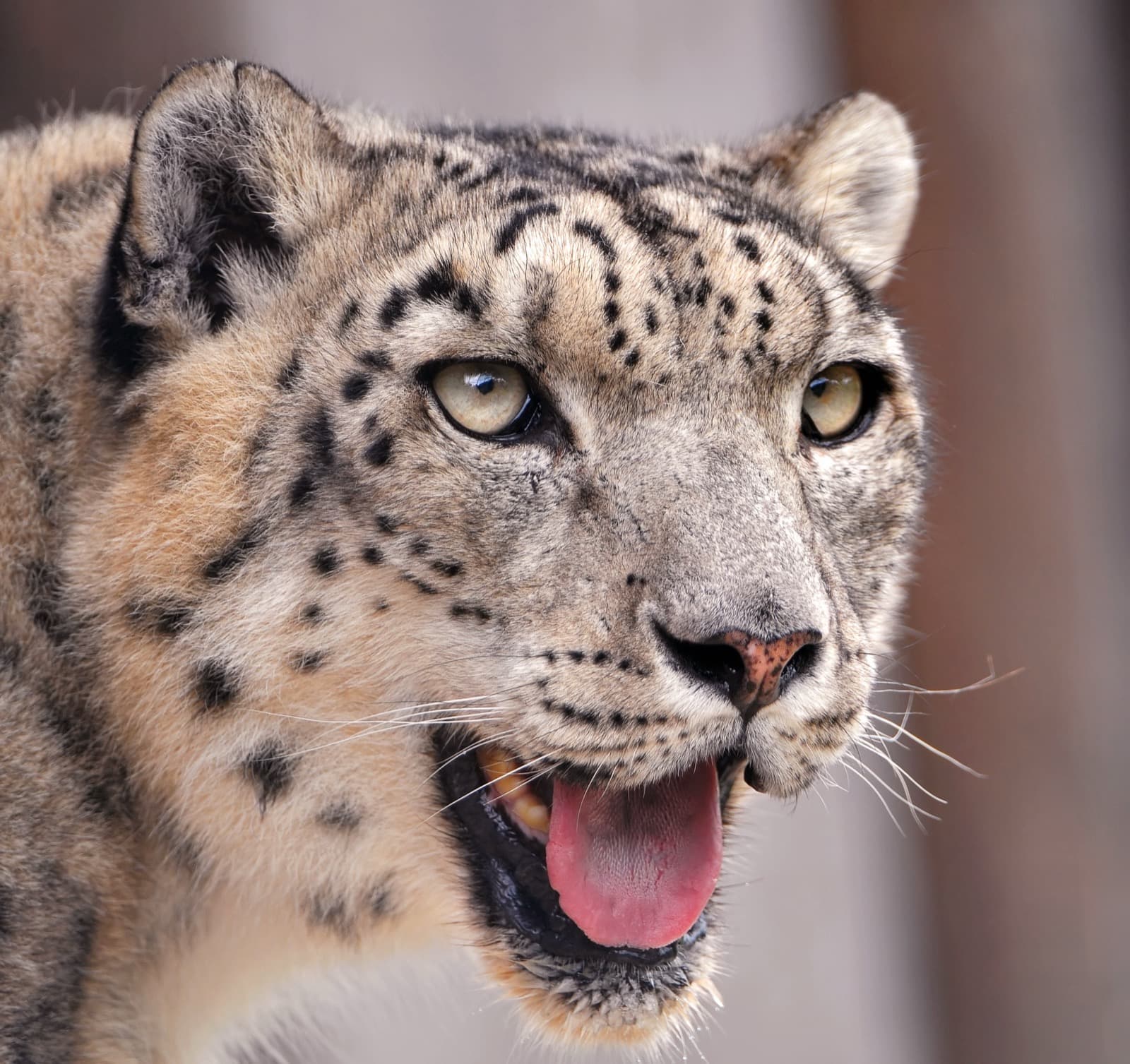 Snöleopard