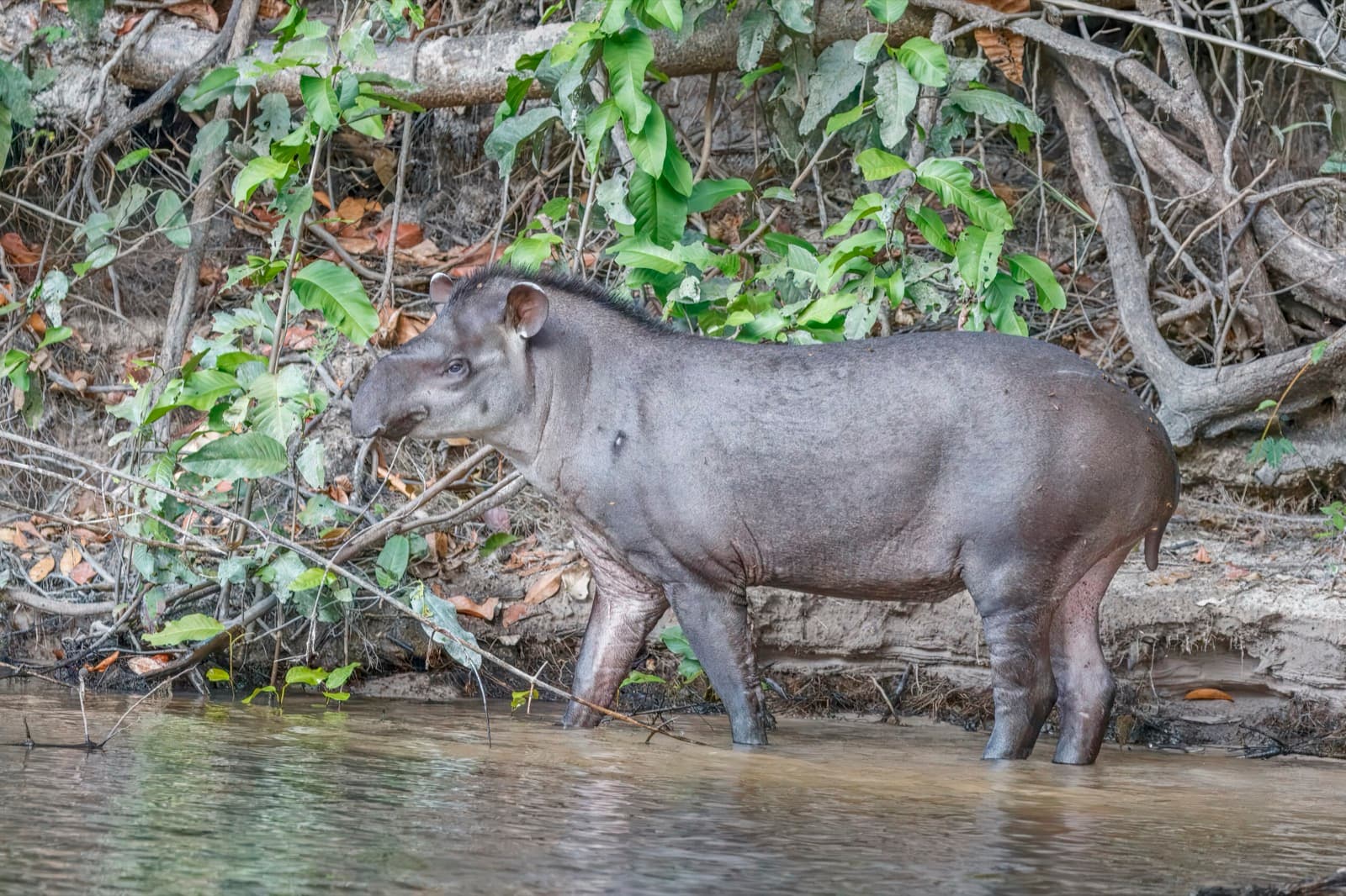 Sydamerikansk tapir