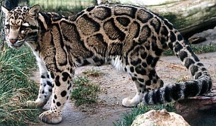 Trädleopard