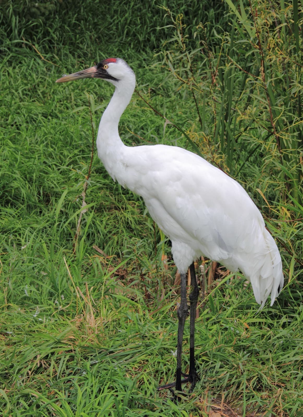 Trumpetartrana
